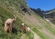 Splendide fioriture sui sentieri per i Laghi di Ponteranica in disgelo avanzato - 28giu24  - FOTOGALLERY